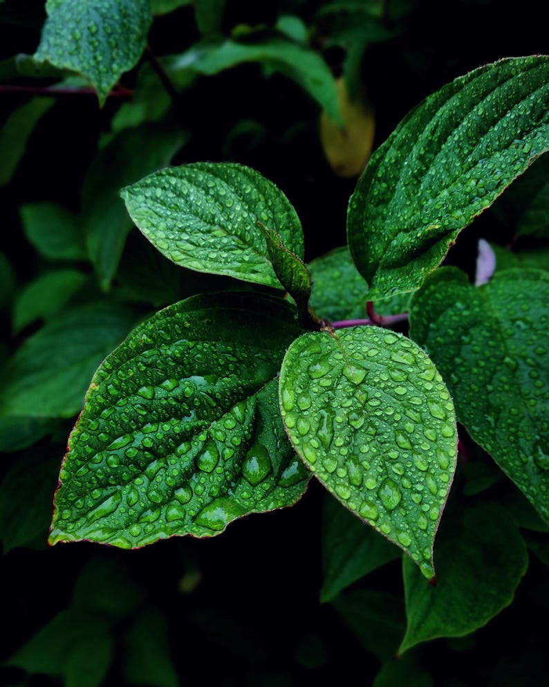 Live Chocolate Mint Plants (Pack of 3) - Flavorful Herb for Tea & Desserts - Mentha × piperita 'Chocolate' - Eco-Friendly Shipping