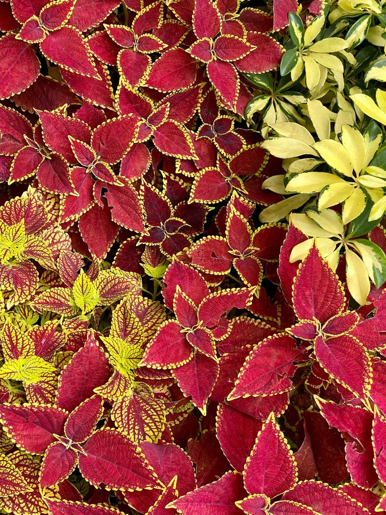 Live Coleus Plants Pack of 10 Assorted Varieties - Vibrant Foliage Plectranthus scutellarioides for Shade Gardens & Containers
