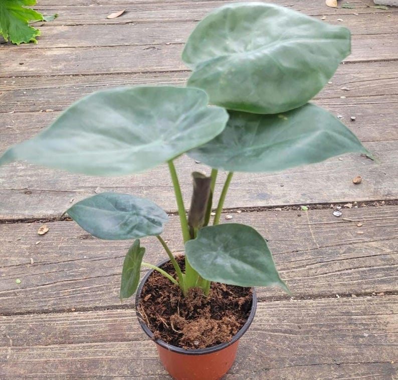Taro Plant - 11-15 in Green Taro, Colocasia Esculenta, Elephant Ear, Moist Soil, Shade Tolerant