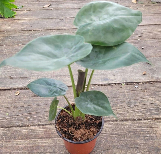 Taro Plant - 11-15 in Green Taro, Colocasia Esculenta, Elephant Ear, Moist Soil, Shade Tolerant
