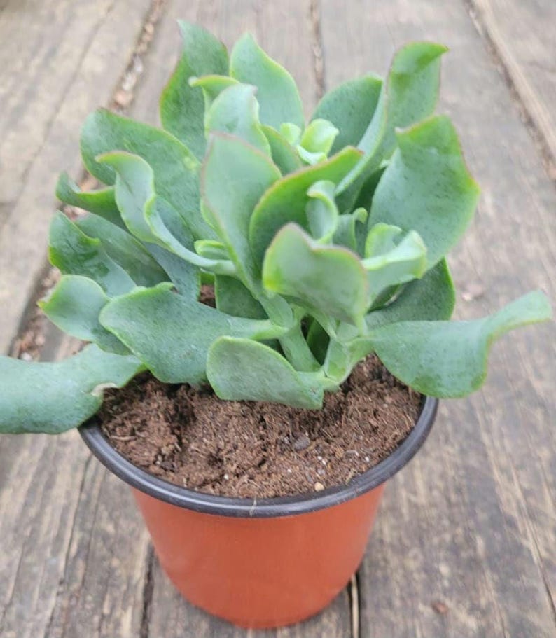 Curly Jade Plant - 3-4 in Rare Succulent - Crassula ovata 'Undulata' with Dark Green Leaves & Red-Purple Margins