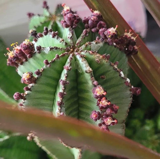 Baseball Cactus Plant 3-5in Euphorbia Anoplia Tanzanian Zipper Euphorbia polygona Succulent Houseplant