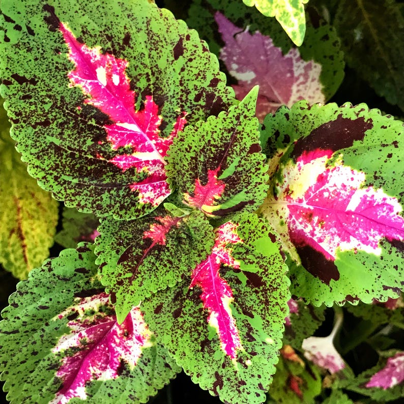 Coleus Live Starter Plant, 3-5” Giant Exhibition Marble, Ornamental Foliage, Solenostemon Scutellarioides, Rare Colorful Gift