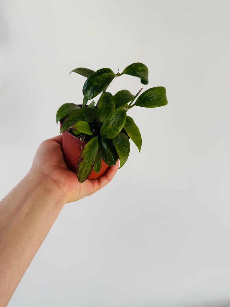 Hoya Plant 4” Pot Hoya Merrillii Long Leaf Colorful Rare Live Plant