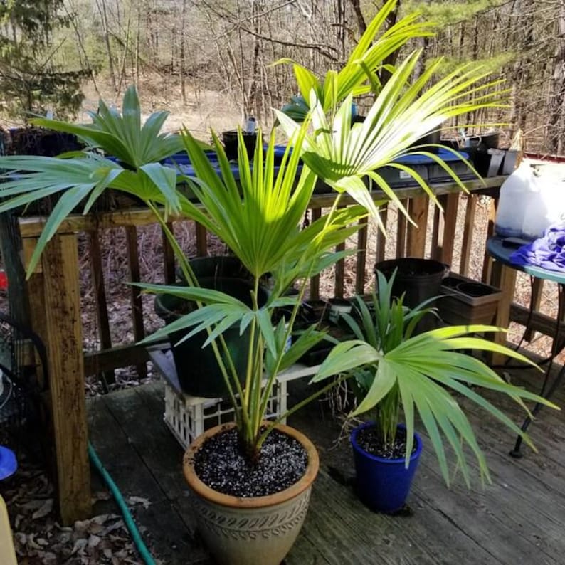 chinese palm plant indoor Chinese Fan Palm Plant - 6 Inch Pot - Livistona chinensis