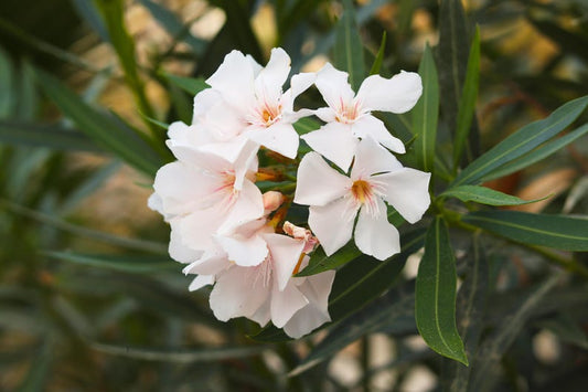 Assorted Oleander Seeds 20 Pack - Mixed Color Nerium oleander - Scented Rosebay, Rose Laurel, Dogbane, South Sea Rose