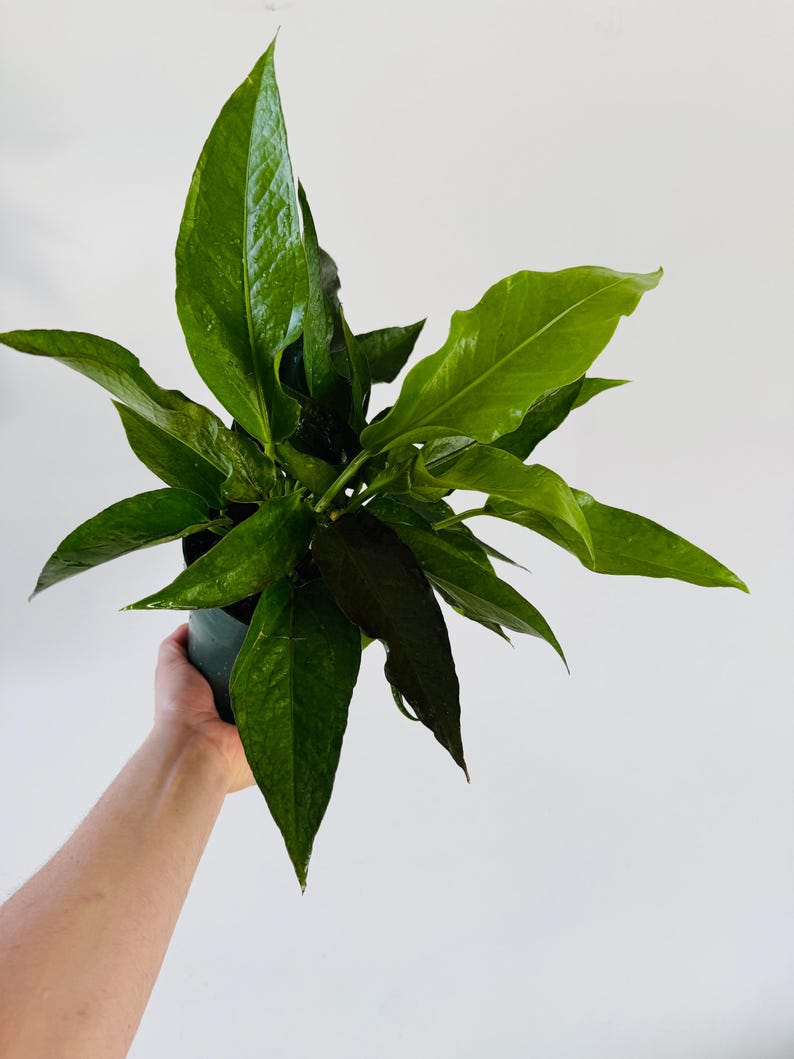 Anthurium Big Red Bird Plant - 6” Rare Aroid Houseplant - Unique Birdsnest Leaves - Ideal for Bright Indirect Light