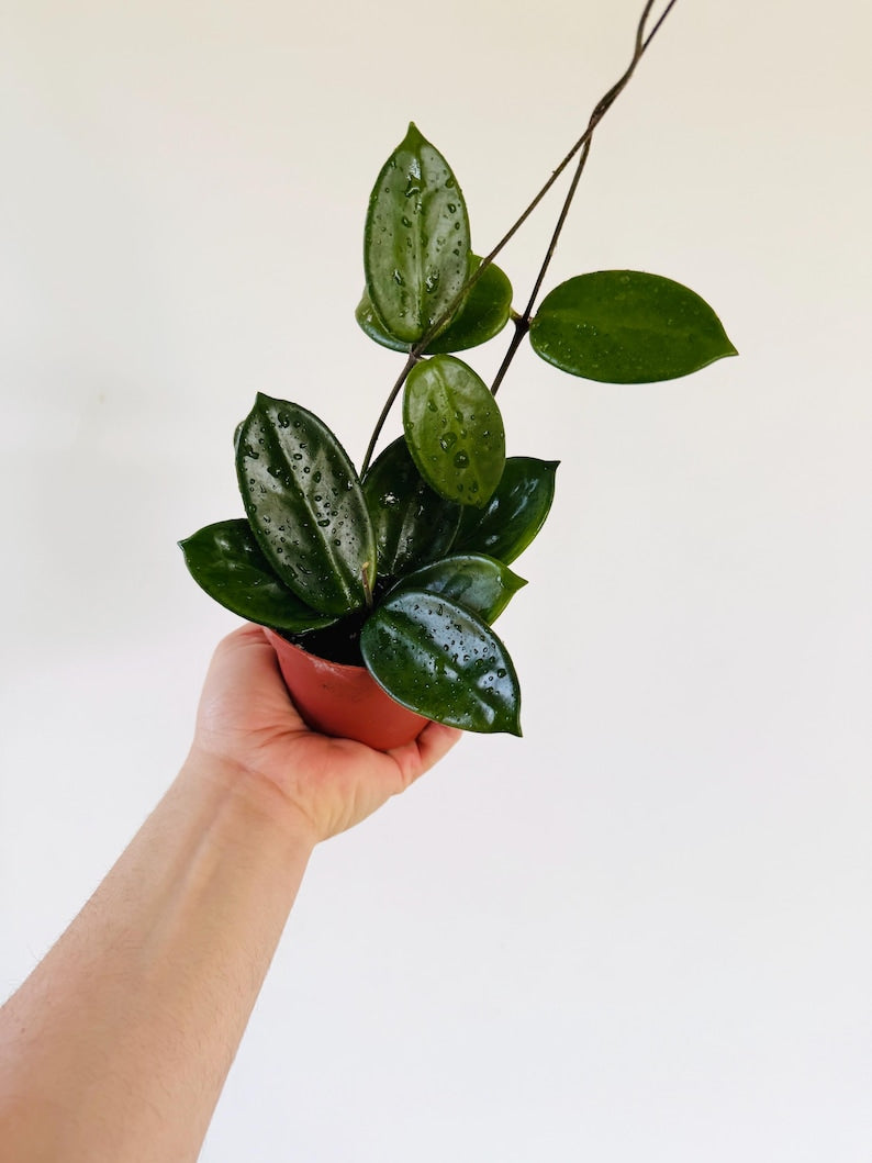Hoya Vangviengensis Live Plant in 4” Pot - Rare Clear Sap Variety - Fragrant White Flowers - Epiphytic Hoya Plant