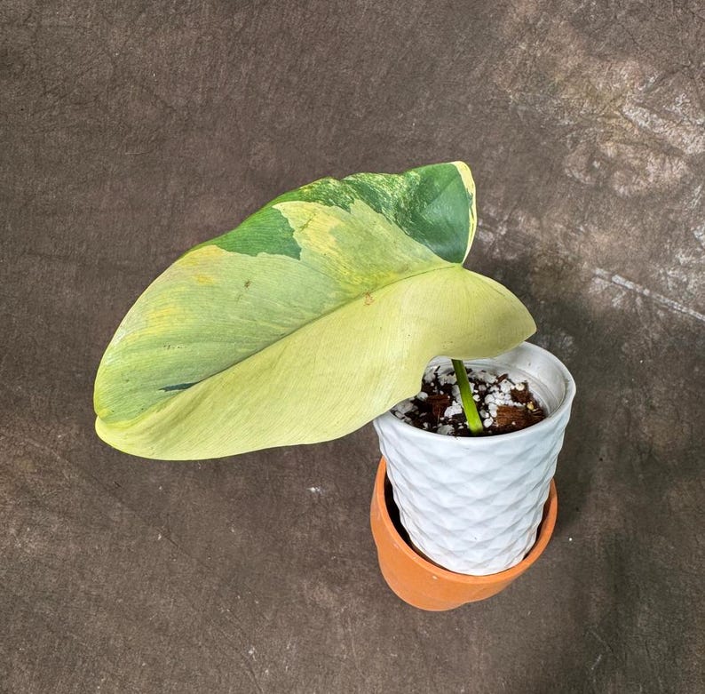Variegated Philodendron Bipennifolium Plant in Nursery Pot - Rare Collector Plant - Horsehead Philodendron - Philodendron bipennifolium