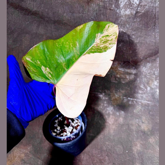 Variegated Philodendron Strawberry Shake Plant in Nursery Pot - Rare Collector Plant - Philodendron Pink - Live Indoor Plant