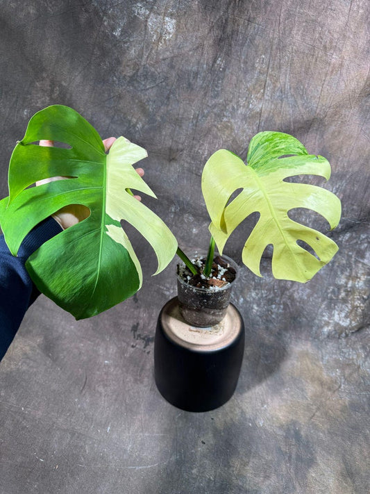 Variegated Monstera Albo Plant - Rare White Borsigiana - Exact Plant from US Seller - Unique Indoor Houseplant
