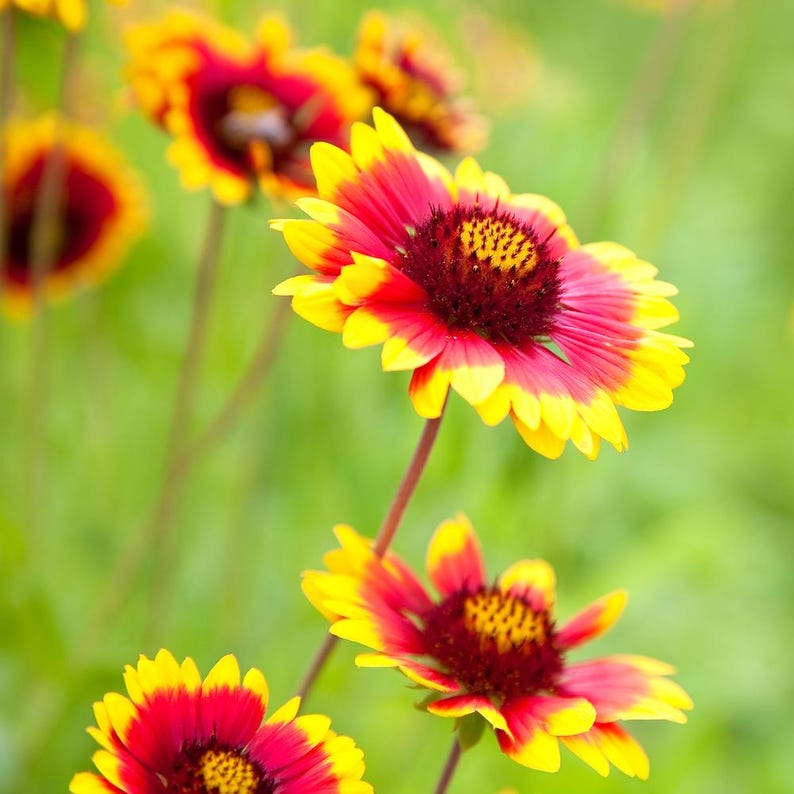 Indian Blanket Seeds - 20 Gaillardia pulchella Firewheel Blanket Flower Seeds - Easy-to-Grow Perennial for Garden