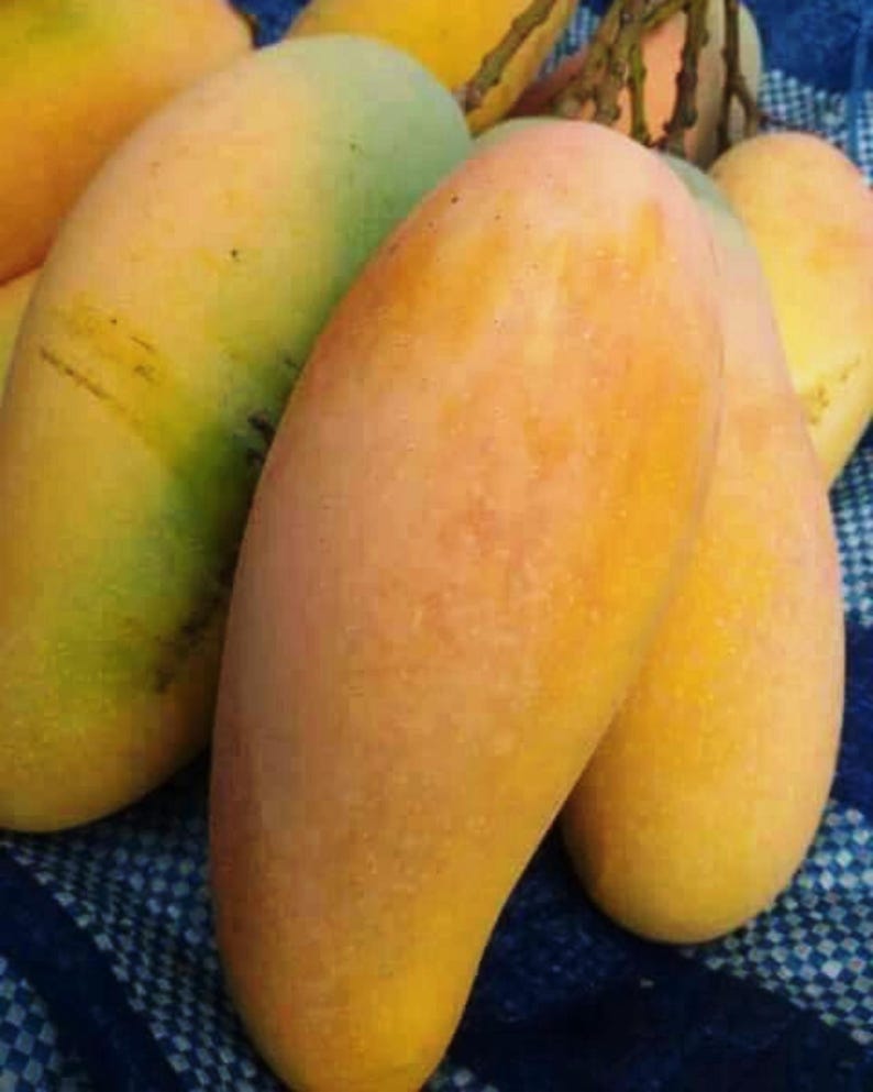 Mun Kun Si Mango Tree 3ft Air Layered Nam Doc Mai Mango (Mangifera indica) - No Shipping to CA