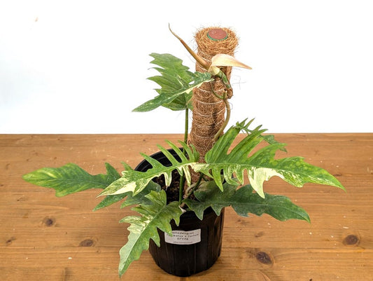 Variegated Philodendron Florida Beauty x P. Tortum Plant - Rare Hybrid - Fully Rooted - Tropical Houseplant - Free Hoya Krimson Queen
