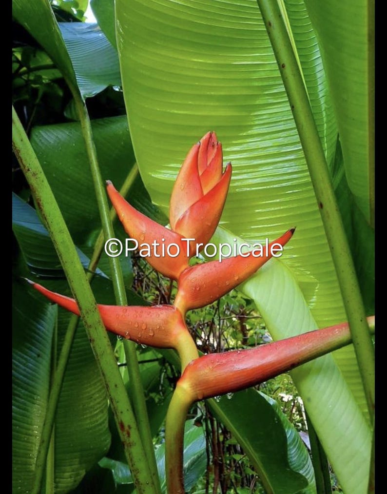 Heliconia Rhizome 'Harvey Bullis' Tropical Plant - Heliconia imbricata x sarapiquensis - Fast Growing, Unique Sunset Colors