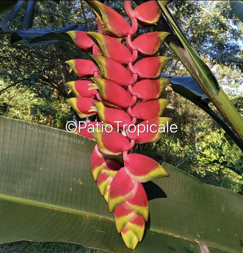 Heliconia Rhizome 'Ten Days' Live Plant, Durable Cut Flower, Heliconia rostrata - Easy to Grow, Fast Growing, Ideal for Gardens