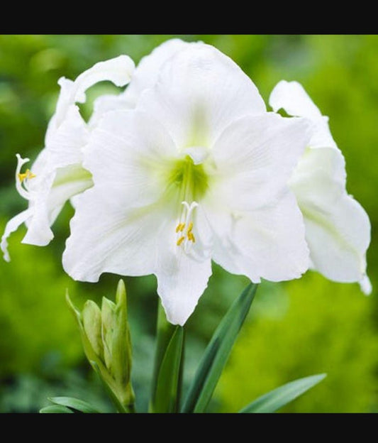 Amaryllis Plant 15 in Mont Blanc White Hippeastrum - Indoor Blooming Flowering Plant for Home or Garden