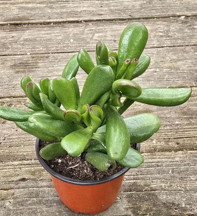 Jade Plant 5 Inch Gollum Jade Crassula ovata - Lucky Plant, Money Plant, Dollar Plant, Succulent for Home Decor
