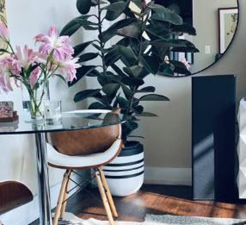 Ficus Rubber Tree Burgundy Bush - 6" Grower Pot - Ficus Elastica Burgundy - Indoor Air Purifying Plant