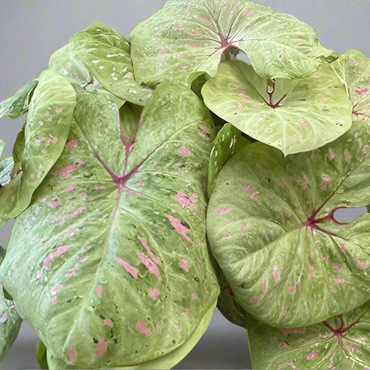 Caladium Bulbs (2 Bulbs) - Limelite Variety with Lime Green Leaves & Blush Pink Speckles - Tropical Foliage for Gardens