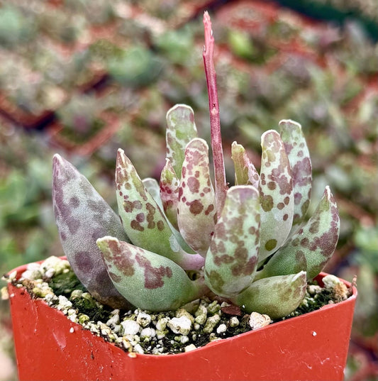 Adromischus Cooperi Succulent | 3" Plover Eggs Plant | Unique Purple-Spotted Fleshy Leaves | Cute Container Garden Option