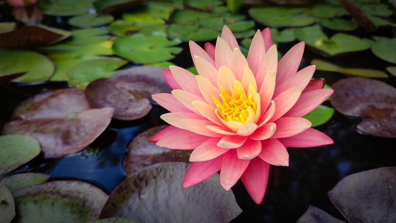Freshwater Lily 3 Pack - Gregg's Orange Beauty Nymphaea - Hardy Pond Plant with Orange-Peach Flowers for Water Gardens