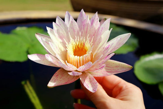 Winter Hardy Water Lily 3 Pack - Paranee Yellow with Red Stripes (Nymphaea) - Pond Plants for Water Gardens and Floating Features