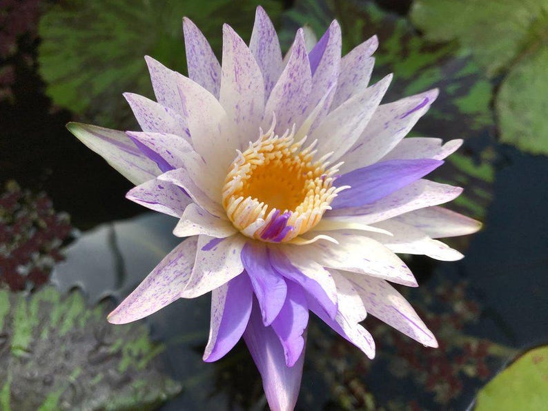 Pixie Dust Water Lily 3 Pack - White & Purple Tropical Day Bloomer (Nymphaea 'Pixie Dust') - Pond Lilies for Water Gardens