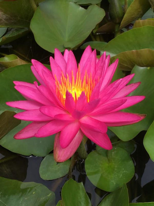 Winter Hardy Lily 3 Pack - Intersubgeneric Pink Silk, Fuchsia Flowers, Frost-Resistant, Nymphaea Hybrid