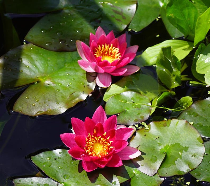 Hardy Water Lily 3 Pack - Nymphaea ‘Firecrest’, Pink Flowering Pond Plants for Water Gardens, Fragrant Aquatic Plants