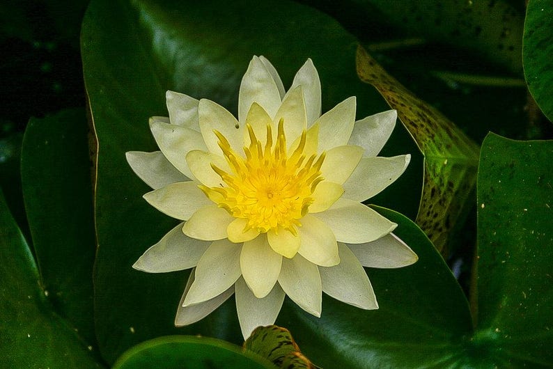 Water Lily 3 Pack Charlene Strawn Yellow Nymphaea Winter Hardy Flowering Plants for Ponds Water Garden