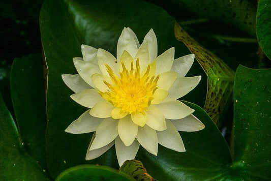 Water Lily 3 Pack Charlene Strawn Yellow Nymphaea Winter Hardy Flowering Plants for Ponds Water Garden