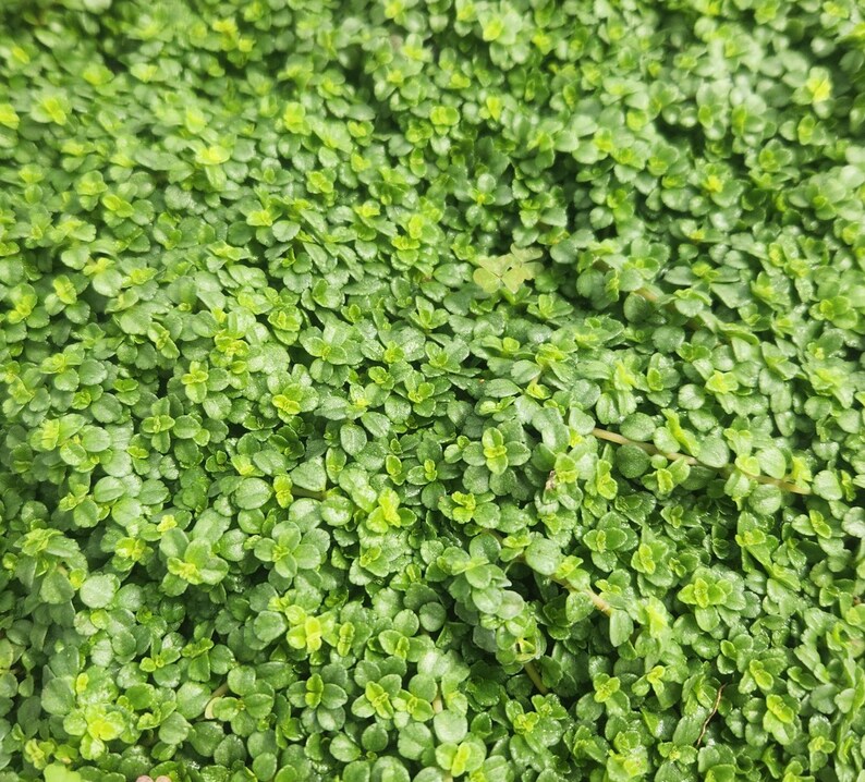 Pilea Depressa Baby Tears Live Plant Flat of 18 - Outdoor Grown Pilea Plant - Perfect for Indoor Gardens