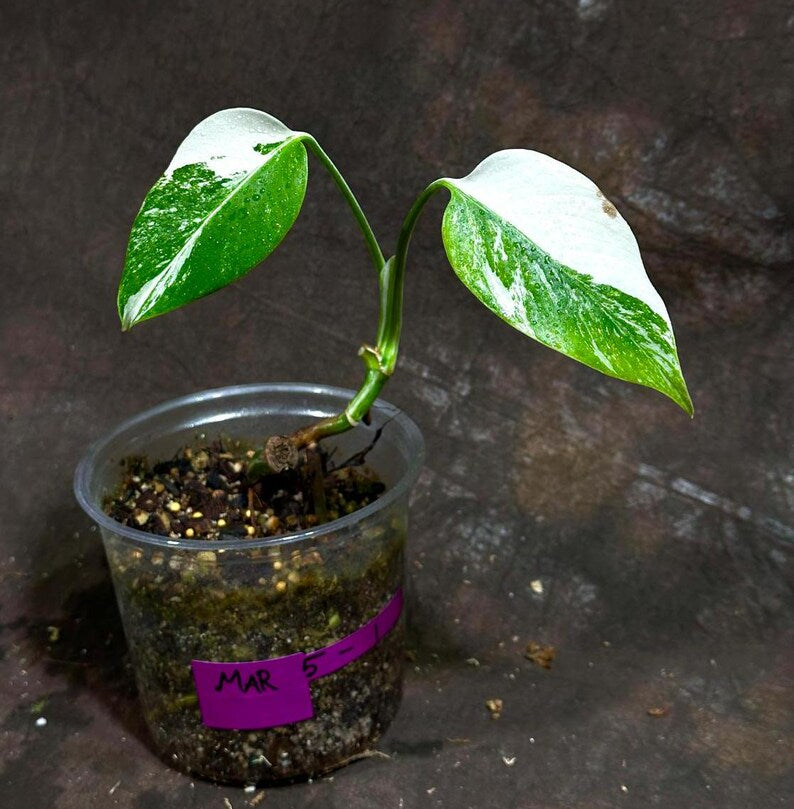 Variegated Monstera Albo Plant - Rare White Borsigiana - Exact Plant - Indoor Houseplant - US Seller - Unique Green & White Foliage