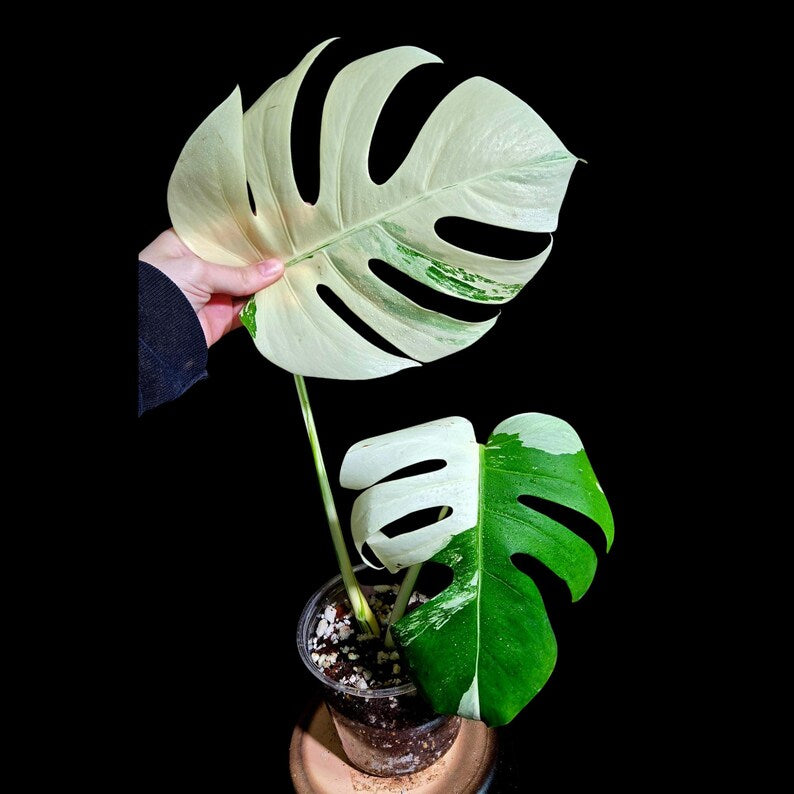 Variegated Monstera Albo Plant - Rare White Borsigiana - Exact Plant by US Seller - Houseplant for Indoor Garden - Monstera Albo