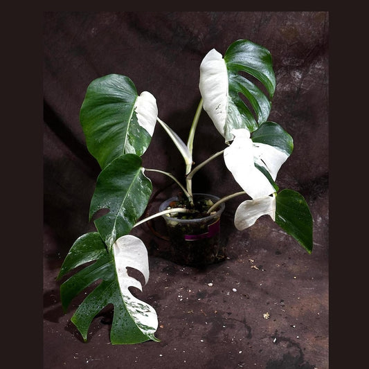 Variegated Monstera Albo Plant | Rare White Monstera Borsigiana | Indoor Houseplant | Exact Plant from US Seller