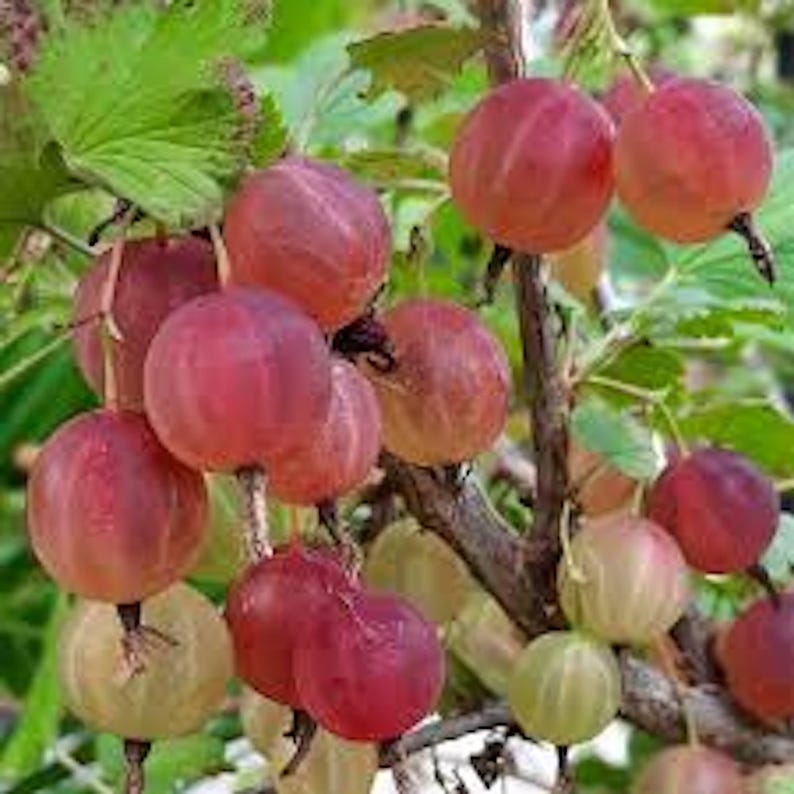 Pixwell Gooseberry Plant Starter - Ribes Uva-Crispa, 2-Year-Old Fruit Bush for Gardens, Tart Green Berries, Zones 3-8