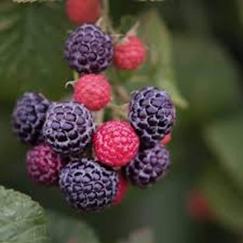 Cumberland Black Raspberry Plants - 2 Year Old Fruit Plants - Rubus occidentalis - Disease Resistant, Sweet-Tart Flavor - 5 Pack