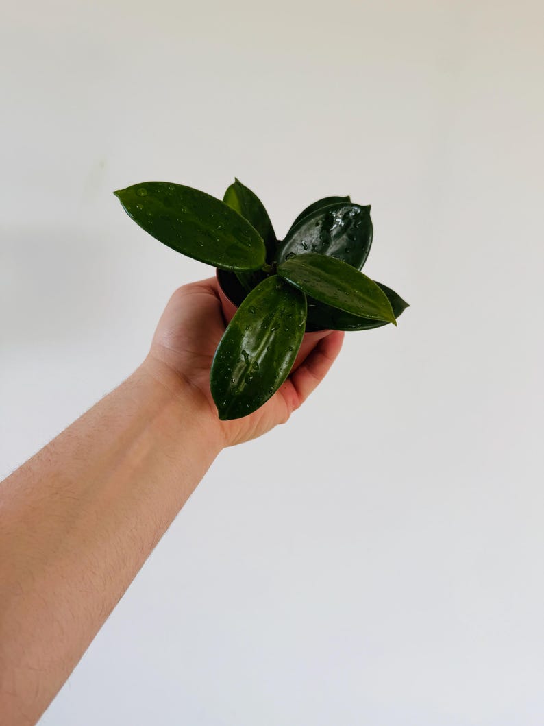 Hoya Vangviengensis Live Plant 3” Pot - Pubescent Hoya with Clear Sap - Low Maintenance Houseplant - Hoya Species