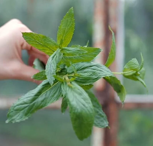 3pc Live Spearmint Starter Plants 4-6 inch "Mentha spicata" Perennial Herb for Culinary Use, Pesticide-Free