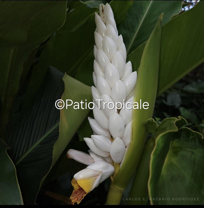 Live Healthy Rhizome - Alpinia malaccensis 'Giant White Plume Ginger' - Aromatic, Easy to Grow, Fast Growing Ginger Plant