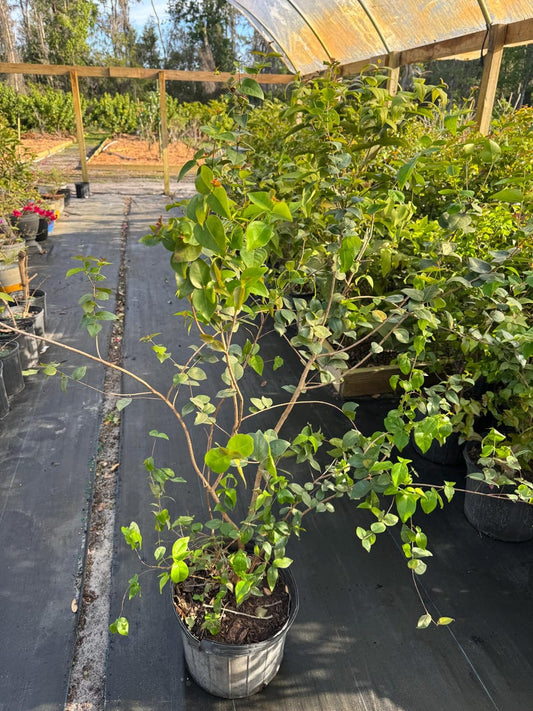 Black Surinam Cherry Tree 5 Gallon - Prunus salicifolia, Sweet Fruiting Variety, Ideal for Gardens