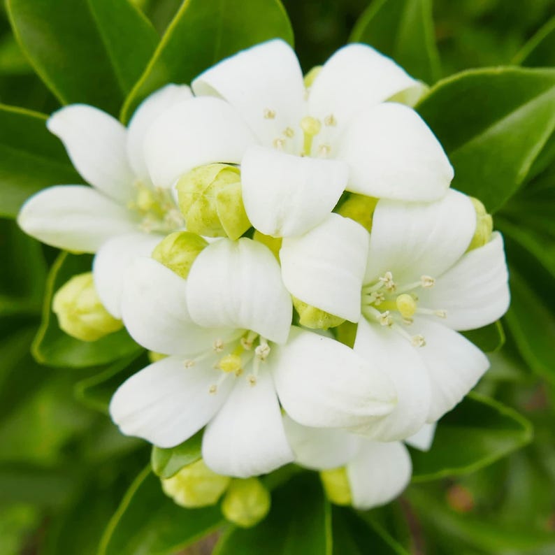 Orange Jasmine 3 Gallon Plant - Fragrant Orange Flowering Plant (Murraya paniculata)