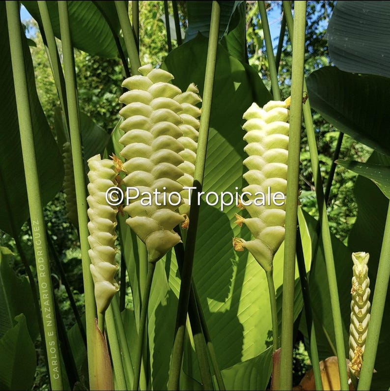 Rattlesnake Calathea Rhizome - Calathea crotalifera 'Cream Green' - Healthy Live Plant, Easy to Grow, Fast Growing