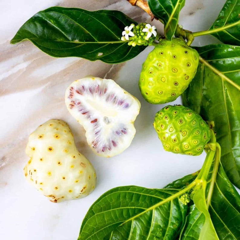 Noni Plant 3 Gallon - Morinda citrifolia - Tropical Fruit Plant for Home Garden, Indoor or Outdoor