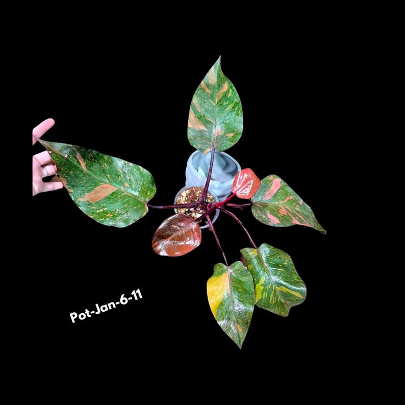 Rare Philodendron Orange Princess Plant - Live Potted Philodendron - Collector's Choice - Philodendron 'Orange Princess'