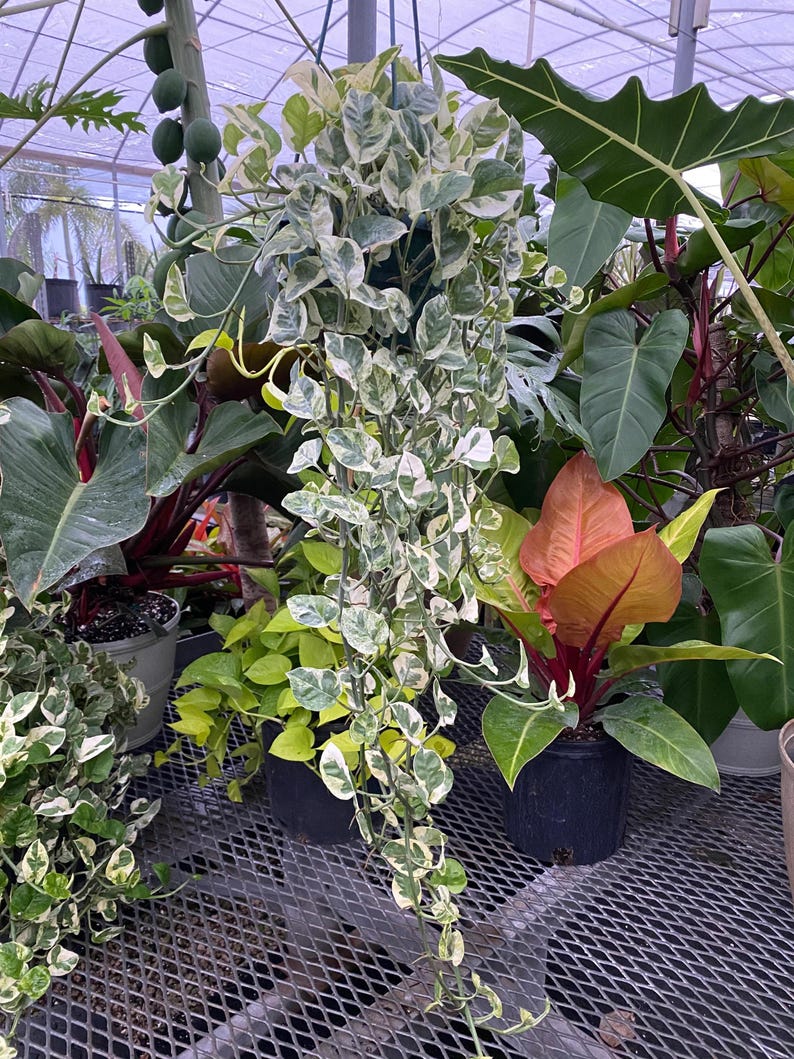 Pothos N'Joy Hanging Basket - Variegated Pearls and Jade Plant (Epipremnum aureum) - Indoor Outdoor Vining Houseplant