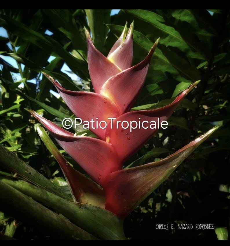 Heliconia Rhizome - Healthy Live Rhizome - Canaries Giant - Heliconia caribaea - Fast Growing, Easy to Grow, Unique Foliage