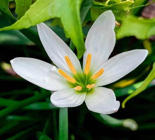 Zephyr Lily 6 Pack 2" Pots - Zephyranthes candida, Rain Lily, Tropical Pond Marginal Bog Plant, Free Shipping Over $35