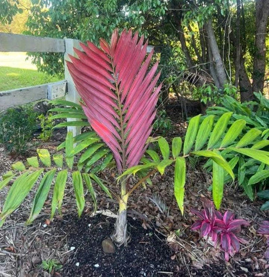 4 Inch Potted Flamethrower Palm, Chambeyronia macrocarpa, Cold Hardy Tropical Plant - Easy Care for Home or Office